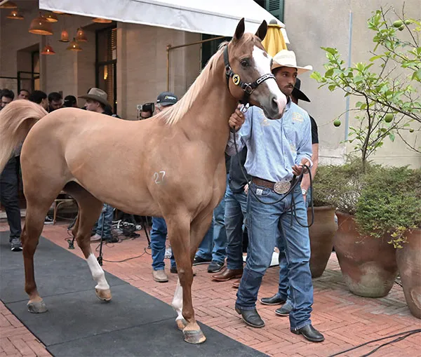 Histórico: Monte Sião Haras apresentou as melhores matrizes genéticas do mundo em SP